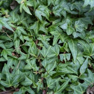 Hedera Helix Dyinni - Dwarf Trailing Ivy