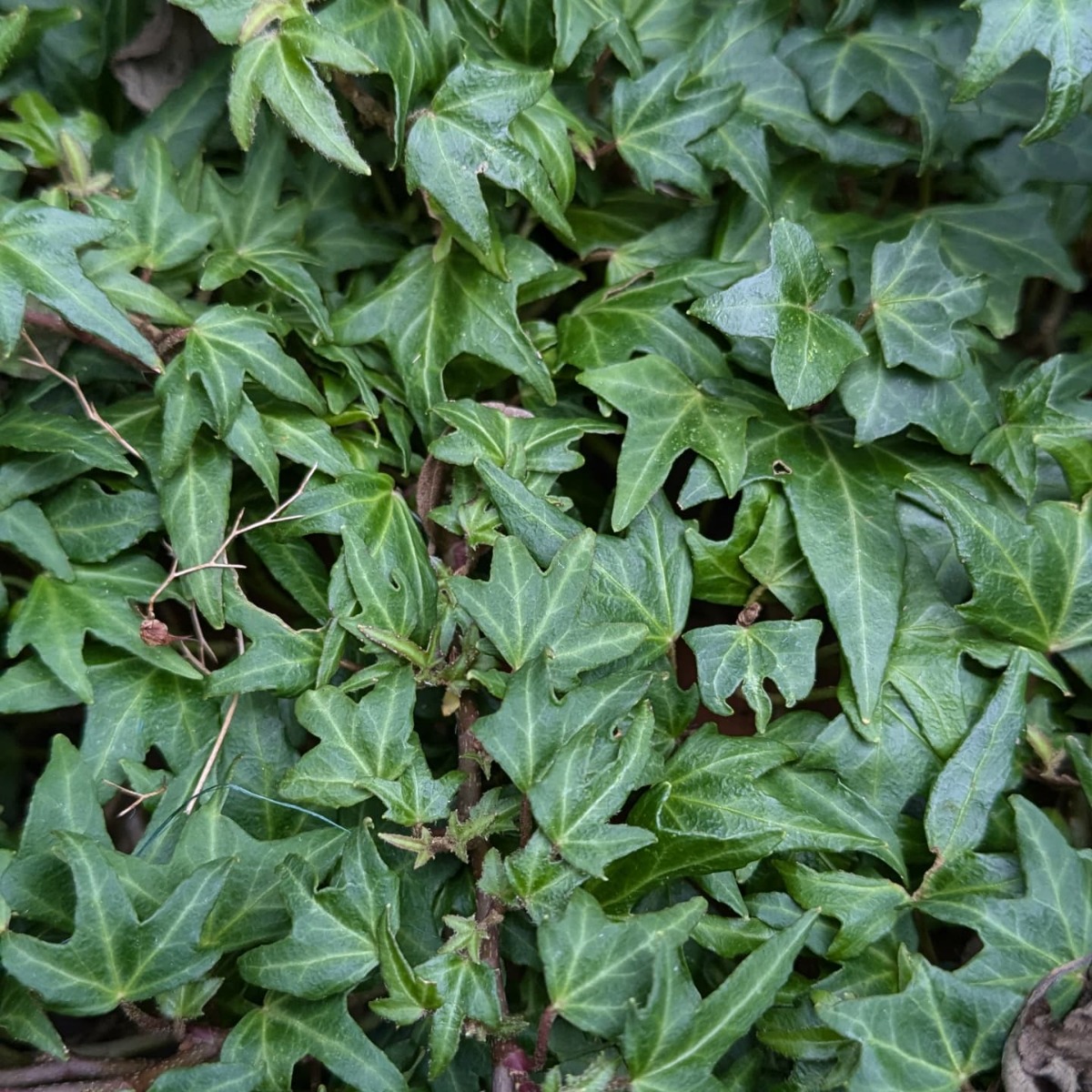 Hedera Helix Dyinni - Dwarf Trailing Ivy