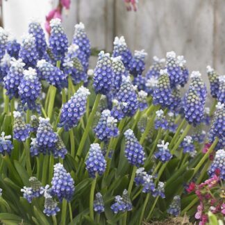 Muscari Touch of Snow - Grape Hyacinths - in Bud & Bloom