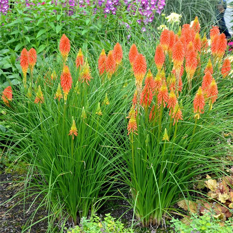 Kniphofia 'Papaya Popsicle' - Red Hot Poker