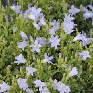 Campanula Portenschlagiana 'Lieselotte' - in Bud & Bloom