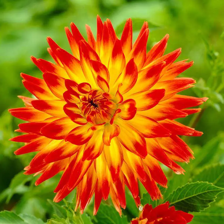 Dahlia Aloha