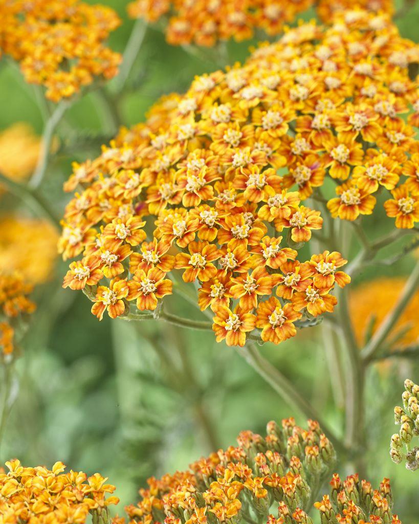 Achillea Millefolium Terracotta - Yarrow