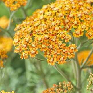 Achillea Millefolium Terracotta - Yarrow