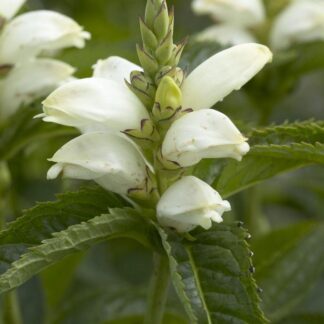 Chelone Obliqua Alba - White Turtle Head Flower