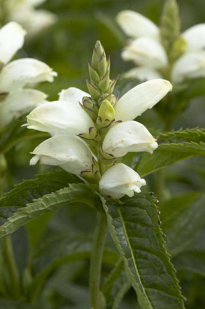 Chelone Obliqua Alba - White Turtle Head Flower