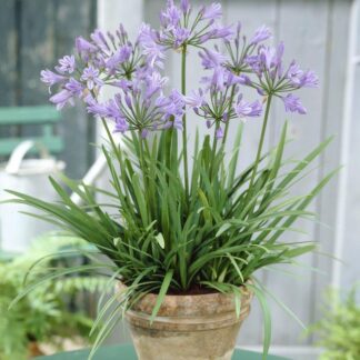 Agapanthus 'Peter Pan' - Nile Lily