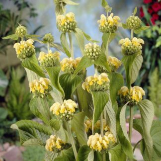 Phlomis Russeliana - Turkish or Jerusalem Sage