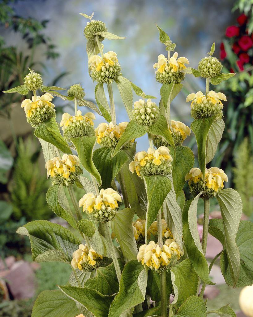 Phlomis Russeliana - Turkish or Jerusalem Sage