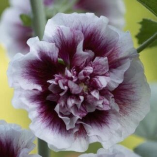 Alcea Creme De Cassis - Hollyhock