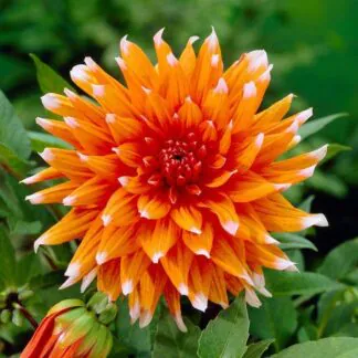 Dahlia Colour Spectacle