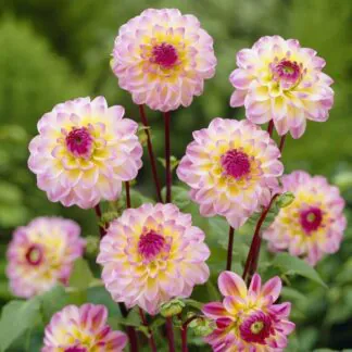 Dahlia El Paso - Ball Dahlia