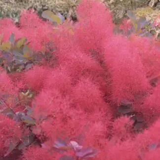 Cotinus Coggygria 'Ruby Glow' - Smoke Bush