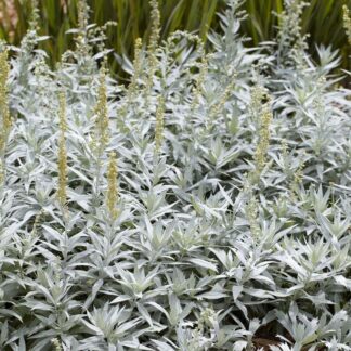Artemisia Ludoviciana Silver Queen