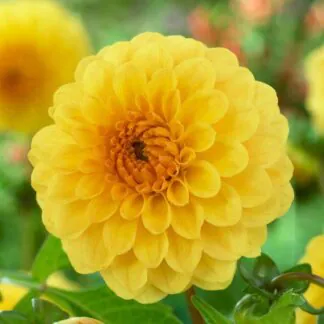 Dahlia Golden Sceptre