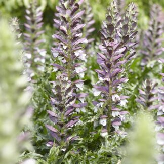 Acanthus Mollis - Bear's Breeches
