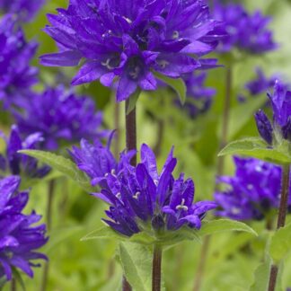 Campanula Glomerata Superba - Clustered Bell Flower