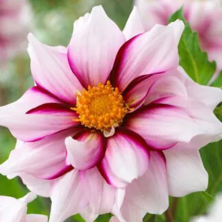 Dahlia Edge of Joy