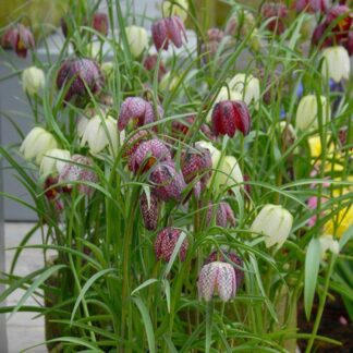 Fritillaria Meleagris - Snakes Head Fritillary