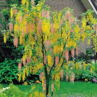 Adams Laburnum - Laburnocytisus Adamii - 140-180cm Heavy Grade Young Tree