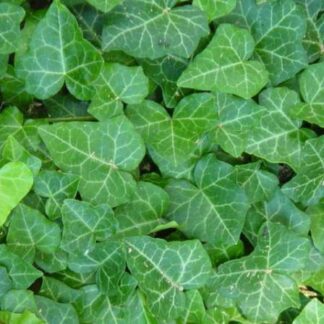 Hedera Helix - English Ivy