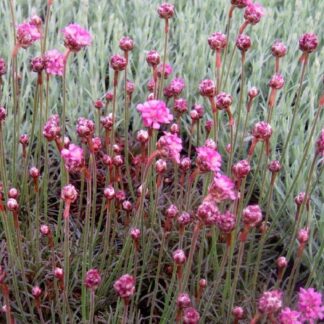 Armeria Maritima ''Rubrifolia'' Vesuvius