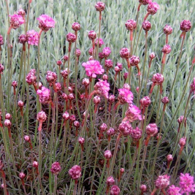 Armeria Maritima ''Rubrifolia'' Vesuvius