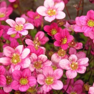 Saxifraga Mossy Pink - Cushion Saxifrage Plants - Pack of Six - in Bud & Bloom