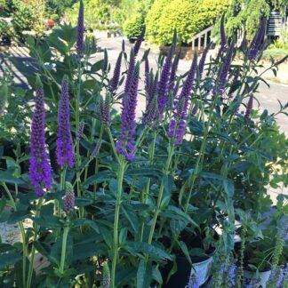 Veronica Longifolia First Match