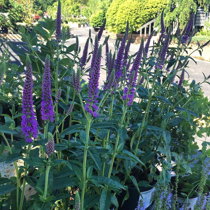 Veronica Longifolia First Match