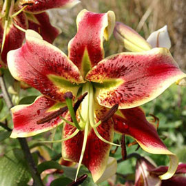 Lilium Scheherazade - Pack of Two Lily Bulbs