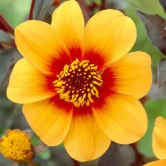 Dahlia Sunshine