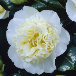 Camellia Japonica Brushfield Yellow - Double Flowered Brushfield Camellia - in Bud