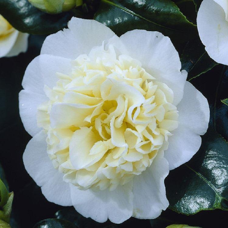 Camellia Japonica Brushfield Yellow - Double Flowered Brushfield Camellia - in Bud