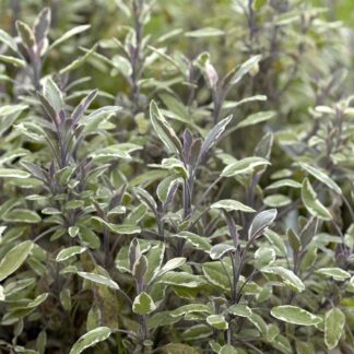 Salvia Officinalis ''Tricolour'' - Tricolour Sage