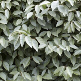 Elaeagnus Ebbingei Compacta - Circa 80-100cm Bushy Evergreen Shrub
