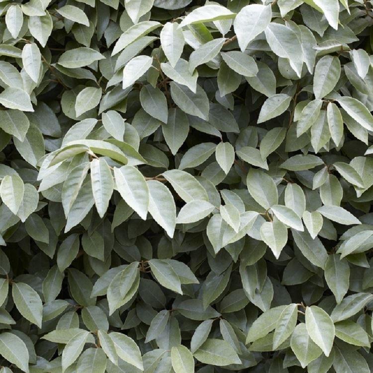 Elaeagnus Ebbingei Compacta - Circa 80-100cm Bushy Evergreen Shrub