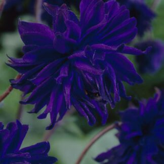 Aquilegia Blue Barlow - Granny's Bonnet
