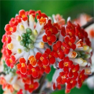 Edgeworthia Chrysantha Red Dragon - Extra Large Specimen