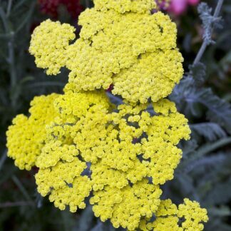 Achillea Moonshine - Yarrow