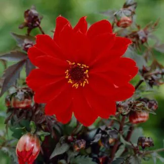 Dahlia Bishop of Llandaff