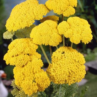 Achillea Filipendula 'Cloth of Gold' - Yarrow