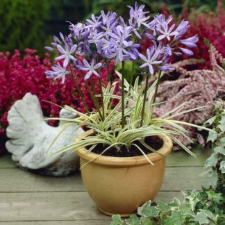 Agapanthus Tinkerbell - Variegated Nile Lily
