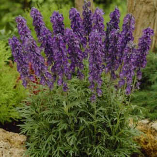 Aconitum Napellus 'Blue Valley' - Monkshood