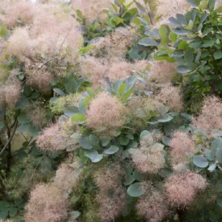Cotinus Coggygria Grace - Smoke Bush