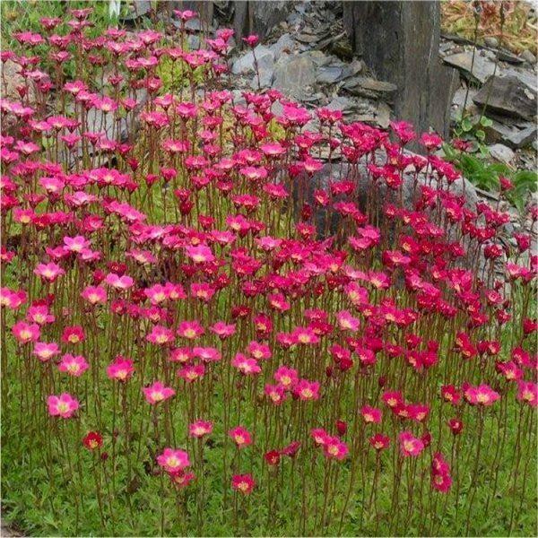 Saxifraga Mossy Red - Cushion Saxifrage Plants