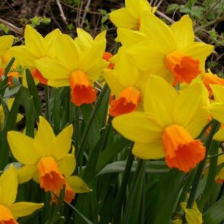 Jetfire Dwarf Daffodils