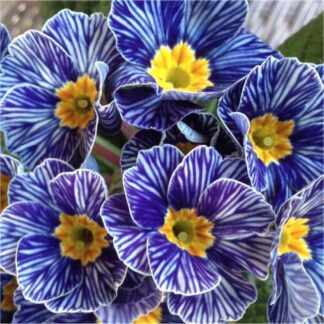 Primrose Blue Zebra - Zebra Blue Perennial Primula Plants