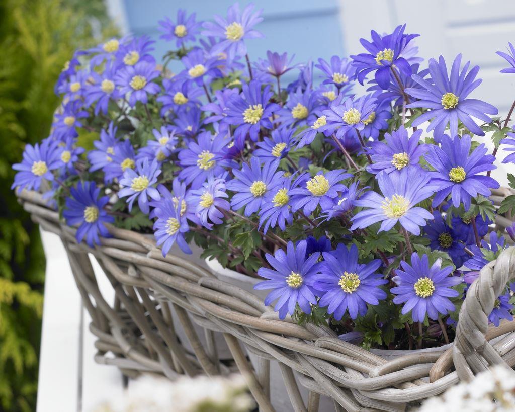 Anemone Blanda Blue Shades - in Bud & Bloom