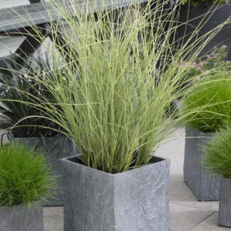 Miscanthus Sinensis Morning Light - Japanese Silver Grass